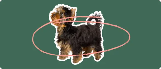 Yorkshire terrier