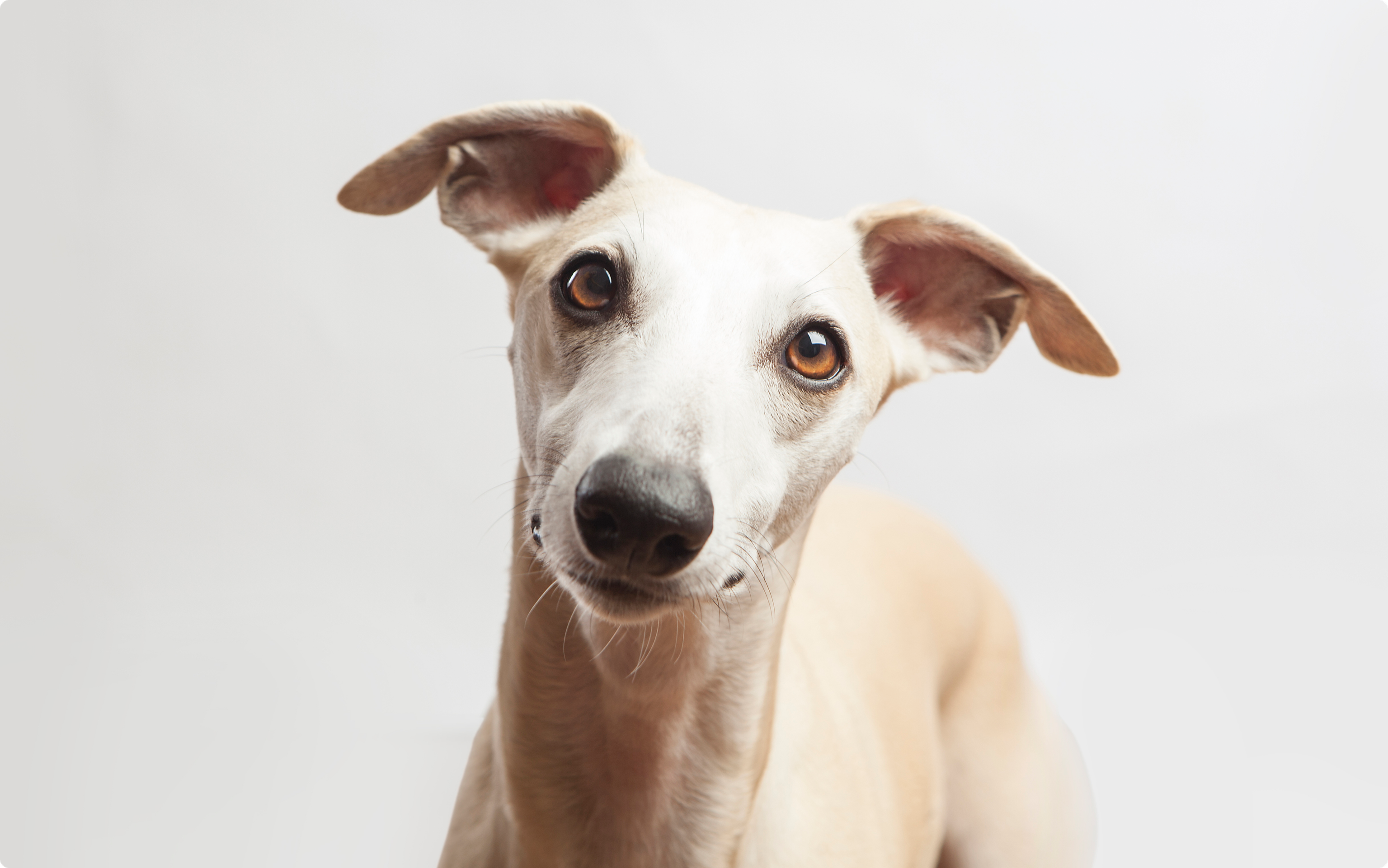Italian Greyhound