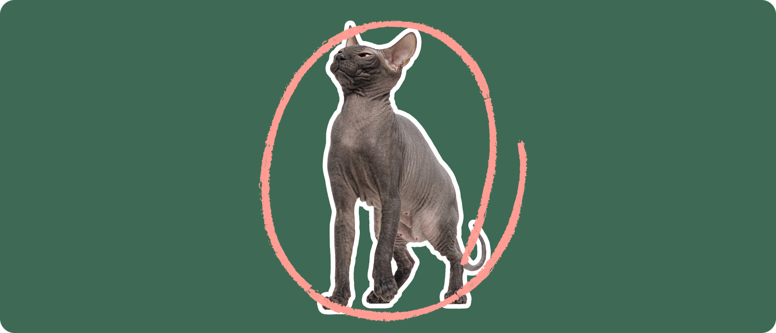 A Mexican Hairless cat, cut out with a white outline, with a pink circle around it's body, on a solid green background