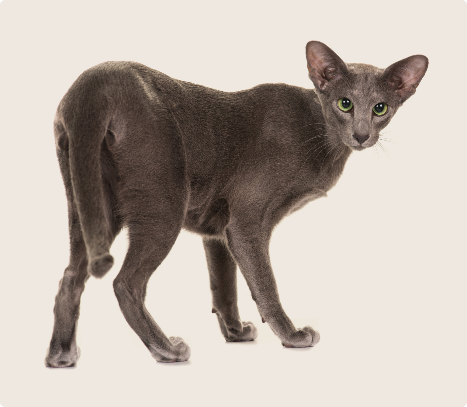 Oriental Shorthair