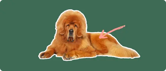 A Tibetan Mastiff cut out with a white outline, with a pink arrow pointing to it's back leg, on a solid green background