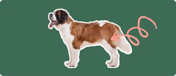 The sideview of a Saint Bernard dog standing, cut out with a white outline, with a pink arrow pointing to it's back hip, on a solid green background