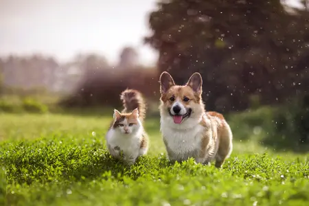 Cat and dog in grass