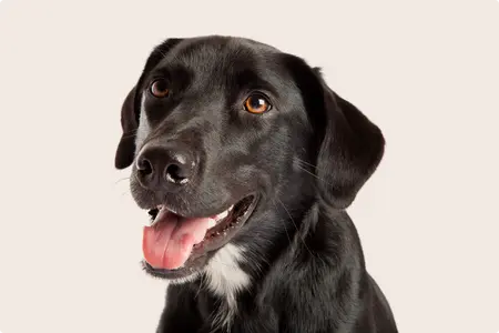 lab