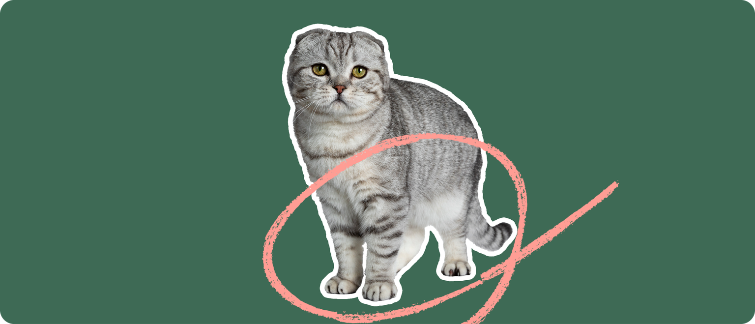 A grey and white scottish fold cat cut out, with a white outline, with a pink circle around its legs and tail, on a solid green background