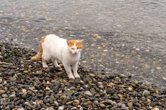Ginger-and-white cat stands near a calm body of water on a pebbled beach