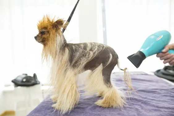 pomeranian with alopecia x being blow dried