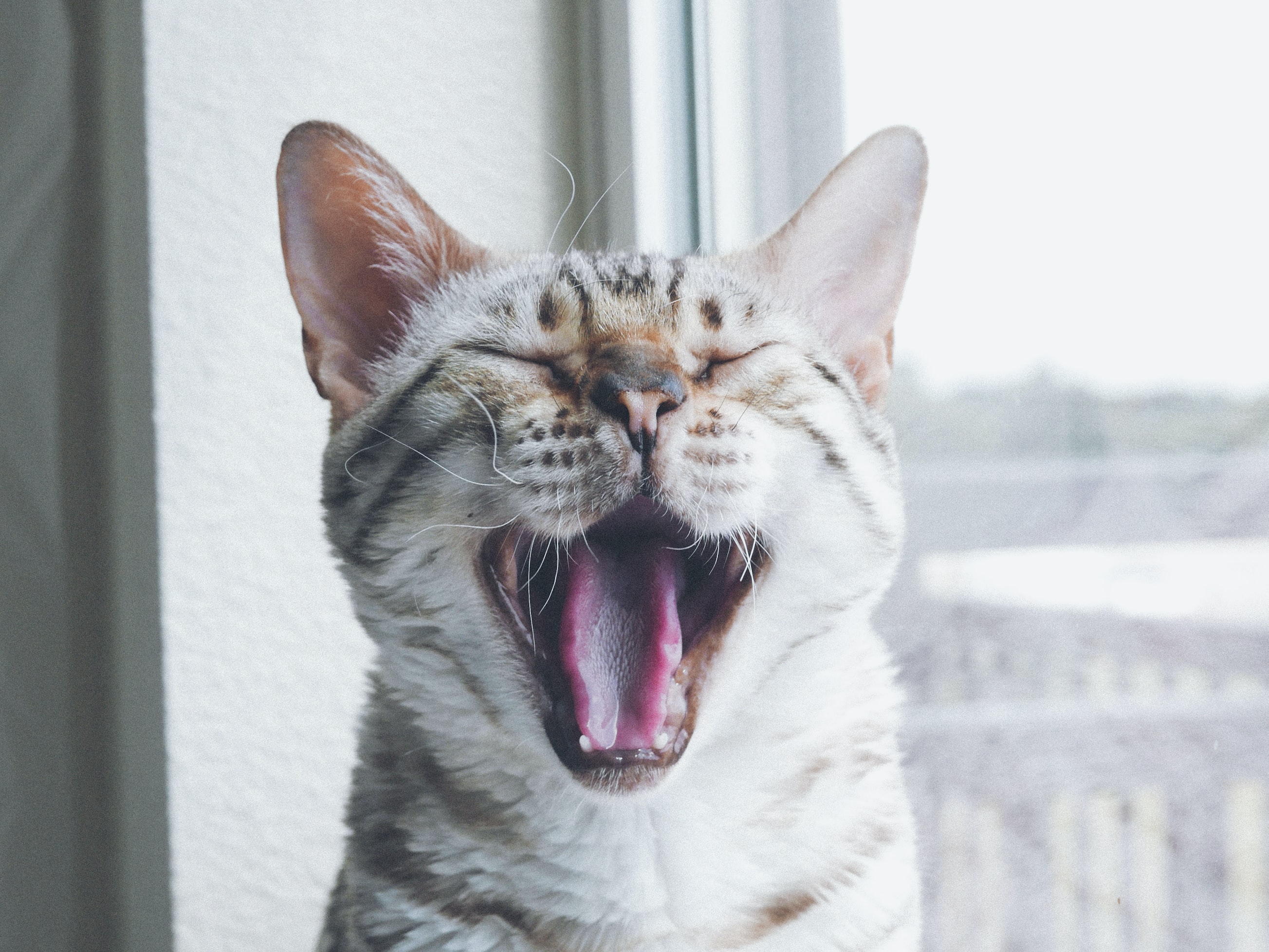 A Cat Yawning