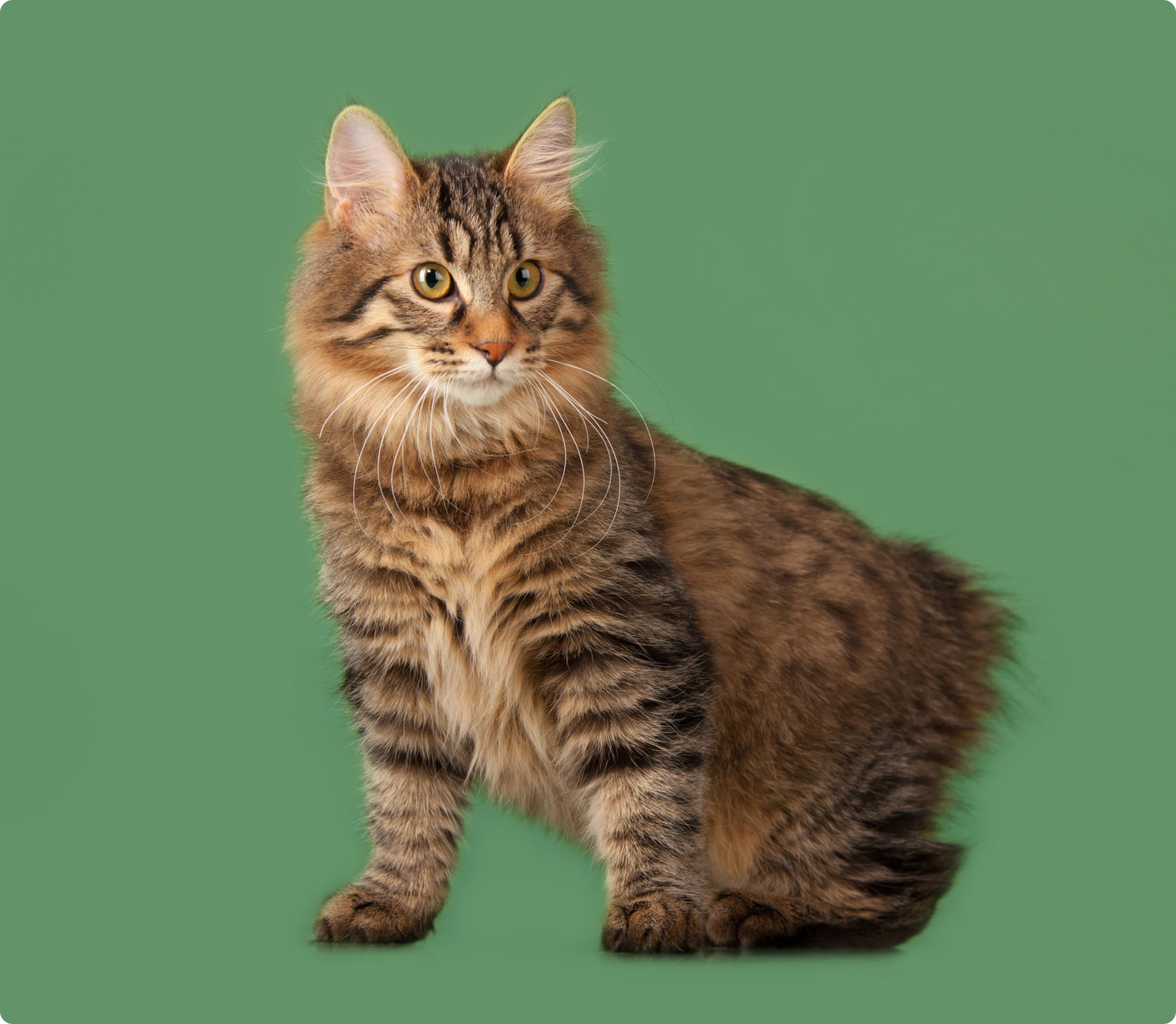 A long-haired Manx cat on a solid green background