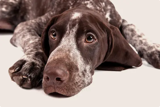 German shorthair pointer