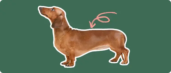 dachshund