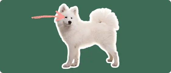 Image of a white Samoyed with a pink arrow pointed to its eye