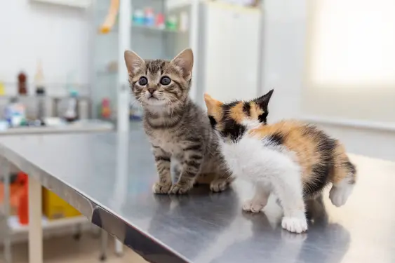 Two kittens - one grey, one ginger, black and white - sitting on a medical table at the vets
