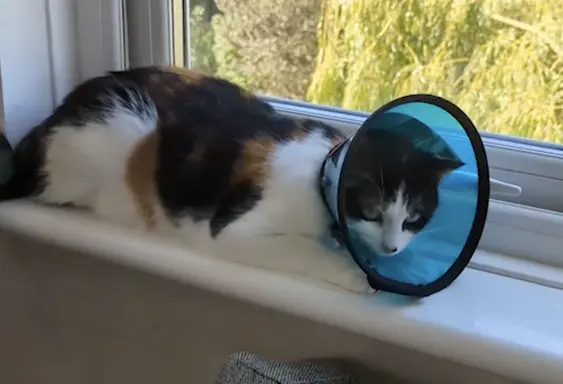MDC smart collar cat