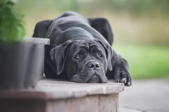Cane Corso