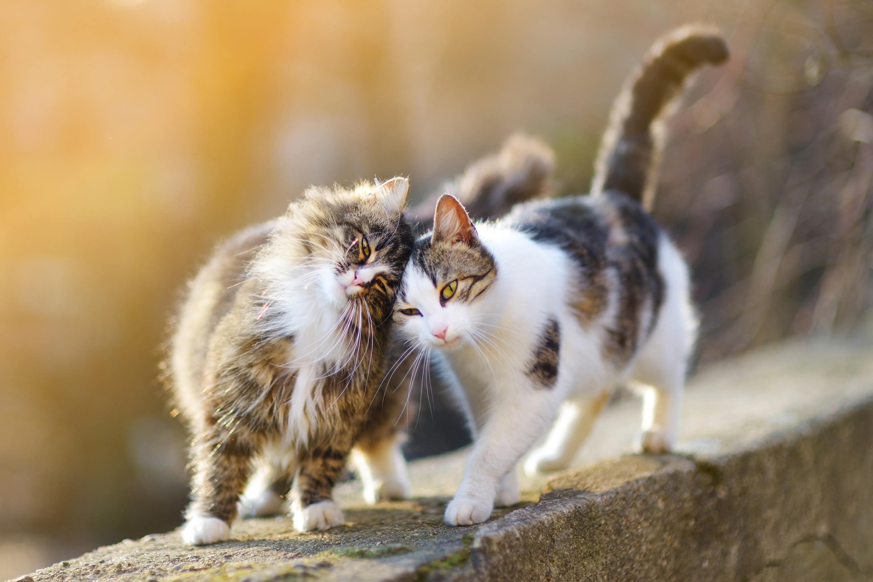 Two cats outside bumping heads playfully