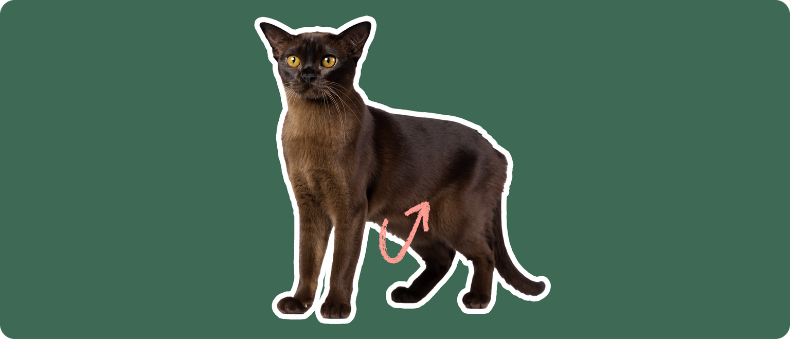 Burmese
