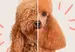 A split-image showing a poodle with curly, untrimmed fur on the left and neatly groomed fur on the right.
