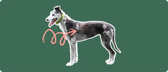 A Lurcher dog cut out with white outline on a green background with a pink arrow pointing toward it's chest