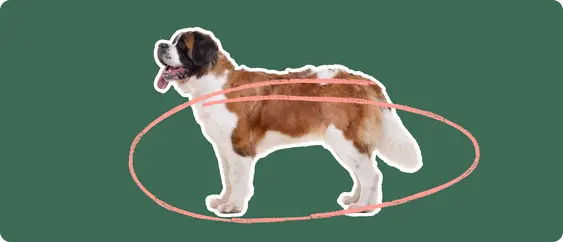 The sideview of a Saint Bernard dog standing, cut out with a white outline, with a pink circle around it's body, on a solid green background