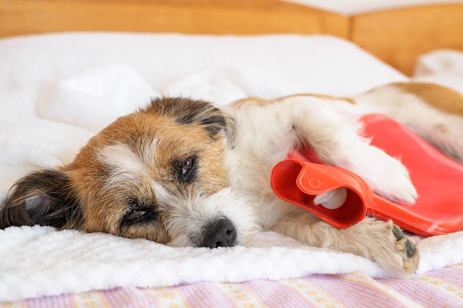 A brown-and-white dog lays next to a red hot water bottle on a bed