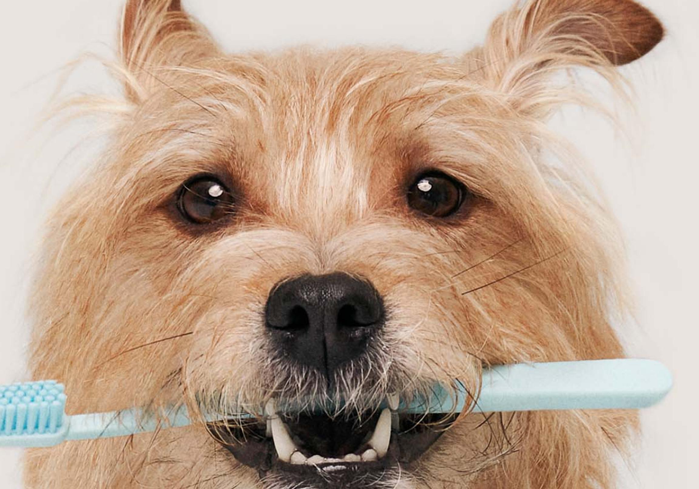 A dog with a toothbrush in his mouth