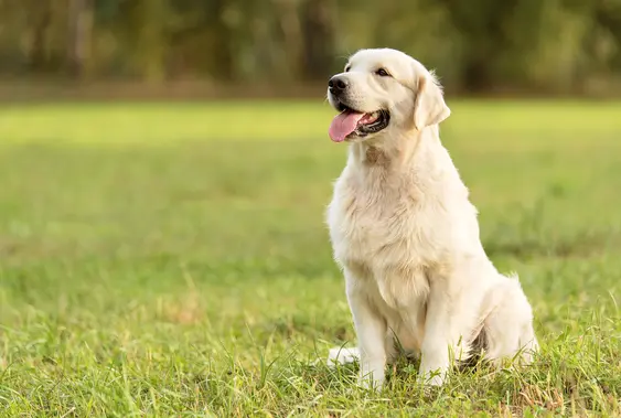 Golden retriever sitting
