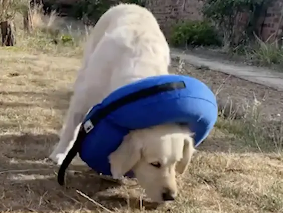 Kong Cloud Collar