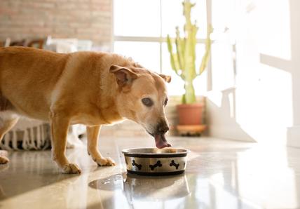 Older yellow mixed breed dog drinking water from bowl in living room