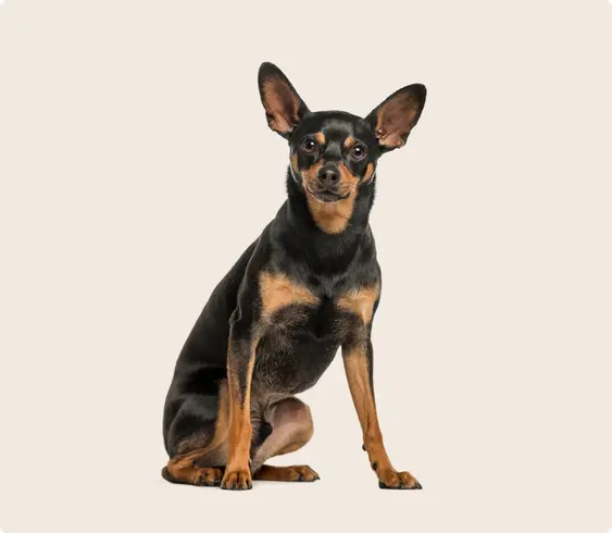 Miniature Pinscher with black-and-brown fur looking into the camera
