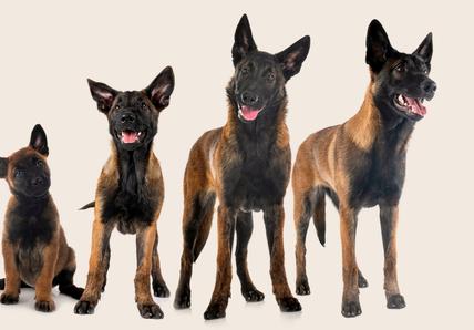 Four mixed breed dogs standing next to each other in order of age: from puppy to adult