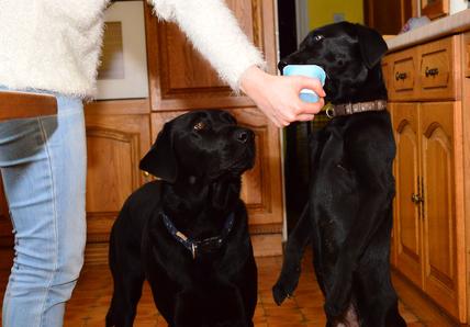 Two black dogs lick yoghurt out of a blue pot