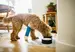 A curly fur dog with a bandaged front leg is standing and eating from a bowl in an indoor setting.
