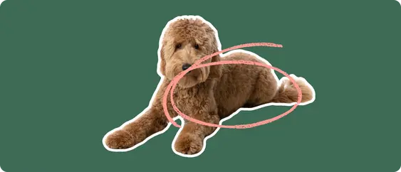Goldendoodle