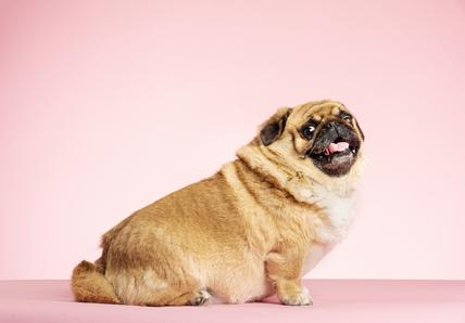 Portrait of an overweight Pug crossed with a Pekingese posing against a pale pink background. Colour, horizontal format with some copy space.