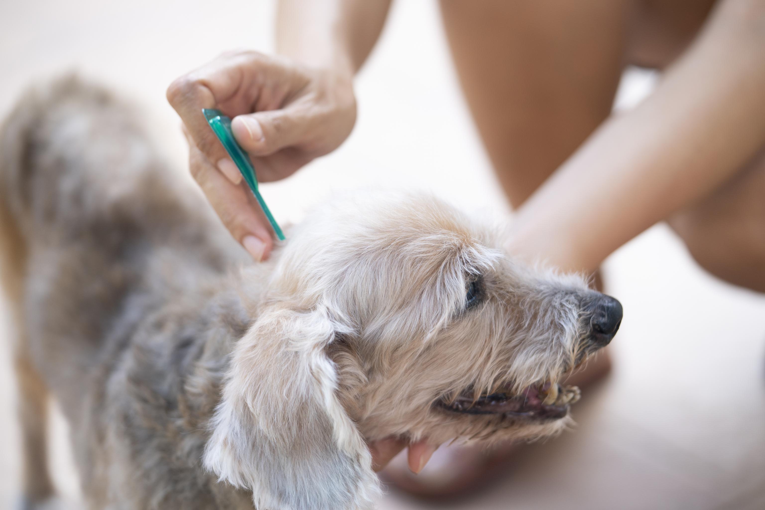 A grey dog gets treated for fleas