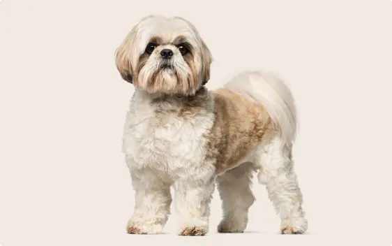 A Shih Tzu with a fluffy, cream and tan coat, standing against a light beige background and looking directly at the camera.