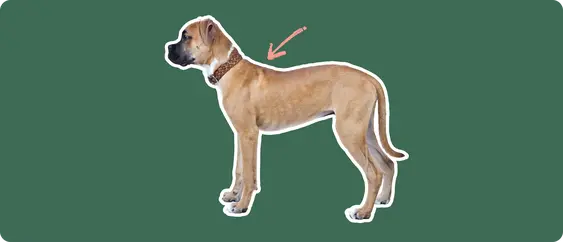 Boxer