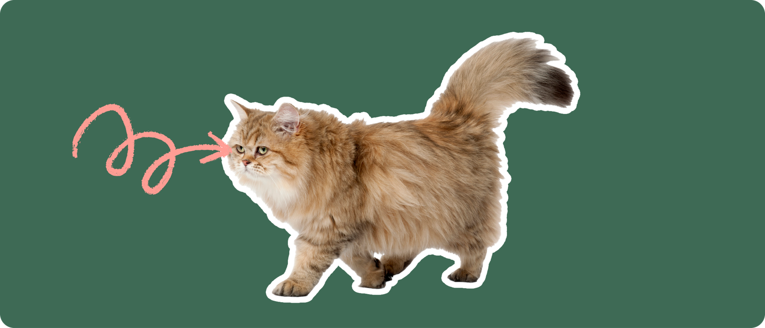 An Exotic Longhair cat cut out with a white outline, with a pink arrow pointing to it's eye, on a solid green background