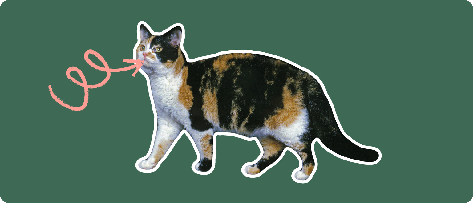 ut out with a white outline, with a pink arrow pointing to it's mouth, on a solid green background