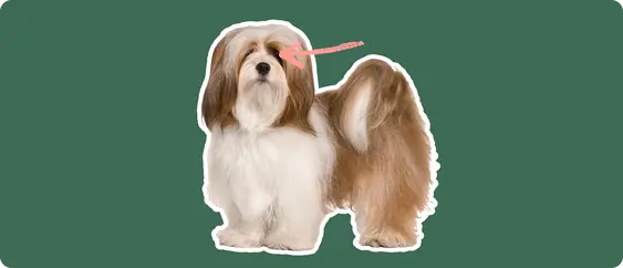 Image of a brown Lhasa Aspo with a pink arrow drawn to its eye