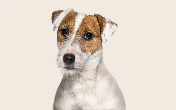 Jack Russell Terrier