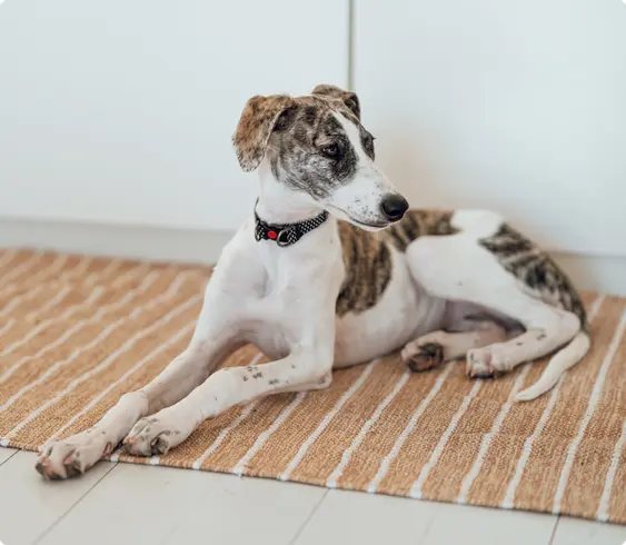 A Lurcher dog laying down on a orange and white stripped kitchen mat