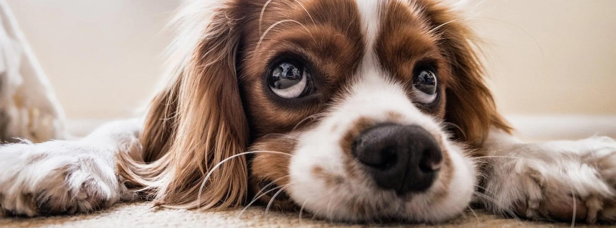 Puppy Eyes That Melt Your Heart