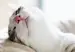 close up of a white cat with a pink nose sleeping