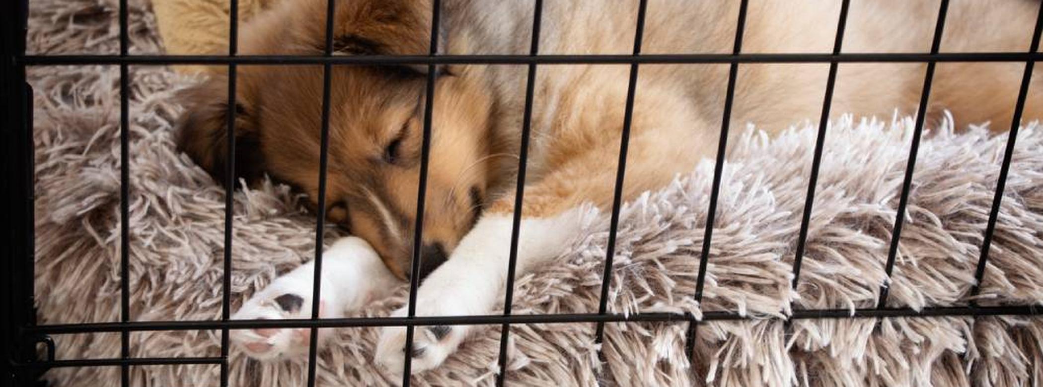 Puppy in a dog crate