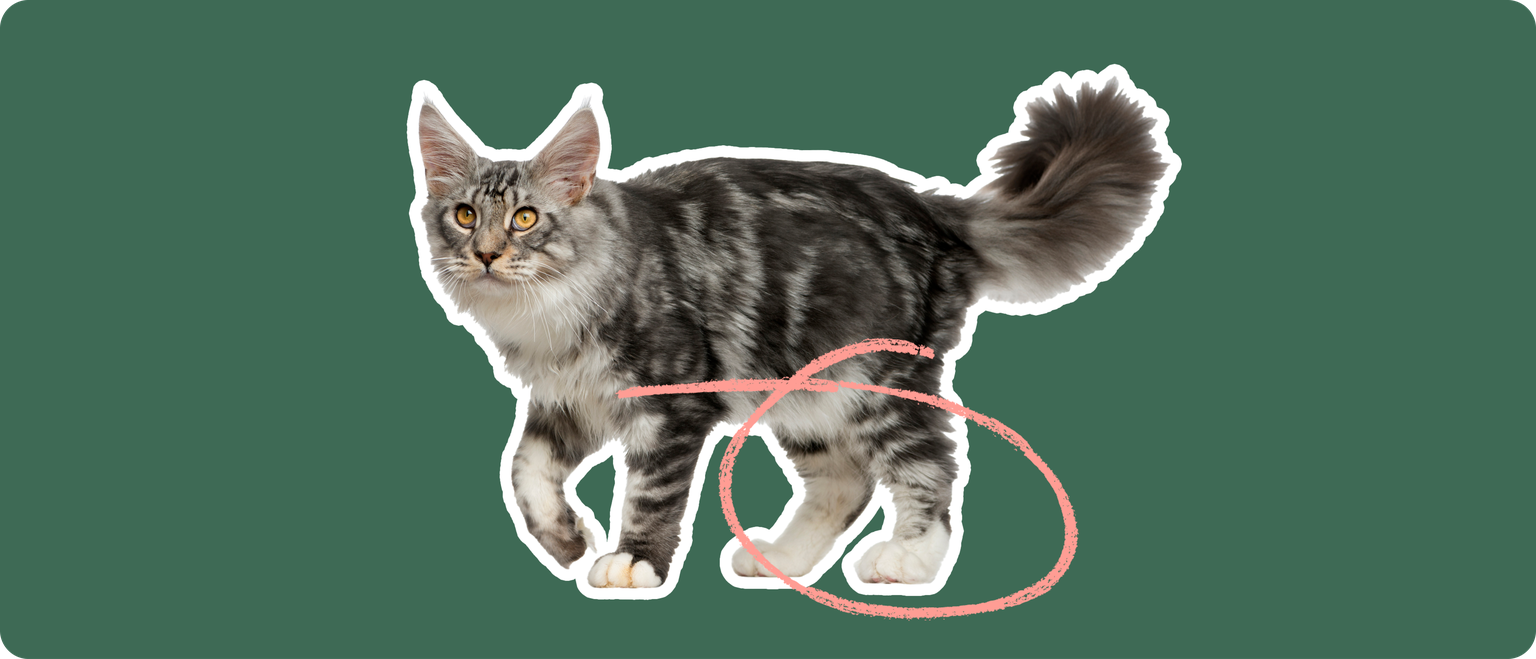 A Maine Coon cat captured mid-stride, with a pink circular highlight over the knee area to indicate the breed's potential for developing luxating patella.