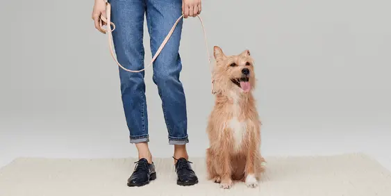 Dog and parent with leash
