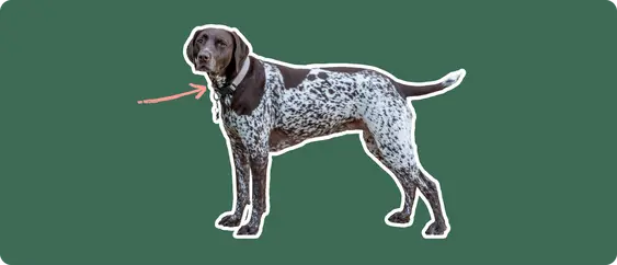 German shorthair pointer
