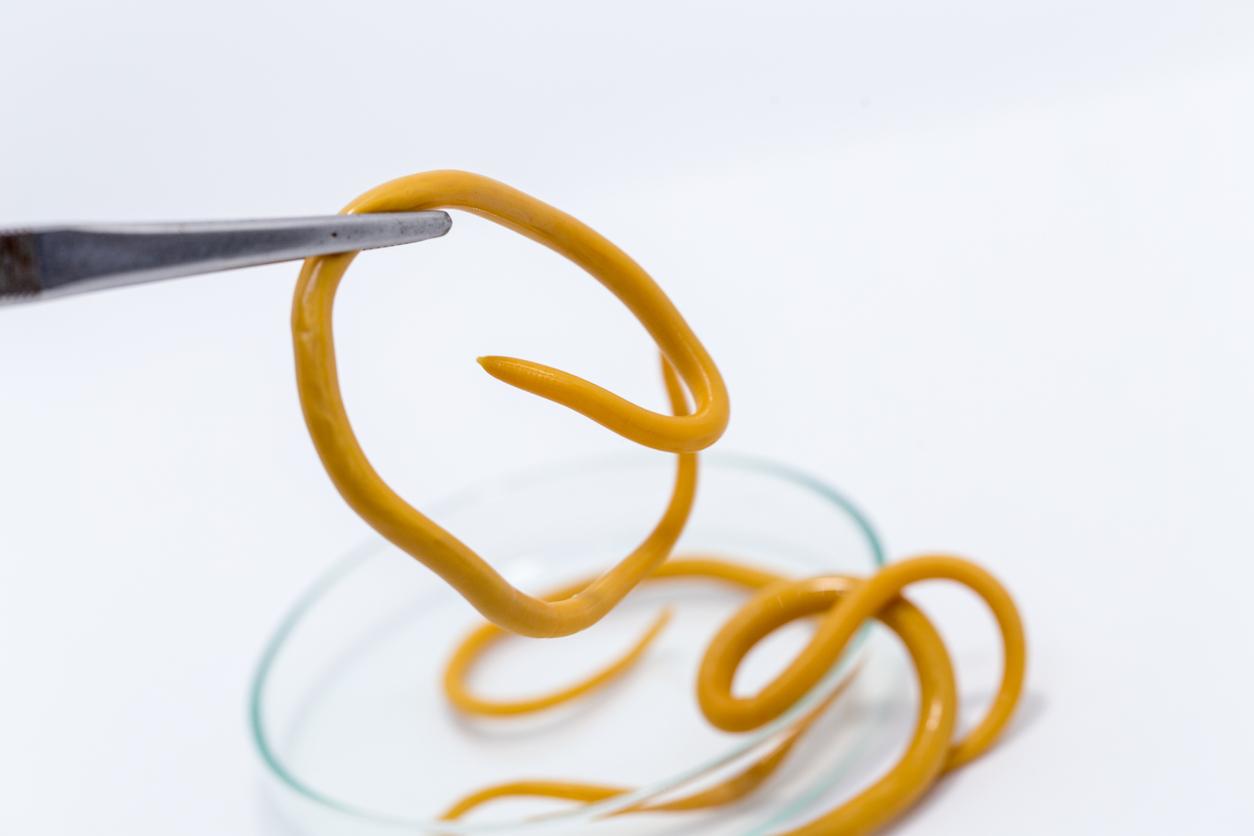 Roundworm